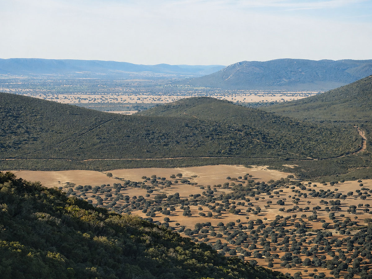 Paisaje de dehesa con encinas en el entorno de los Montes de Toledo